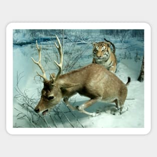 Natural environment diorama -  A deer escaping a tiger attack Sticker